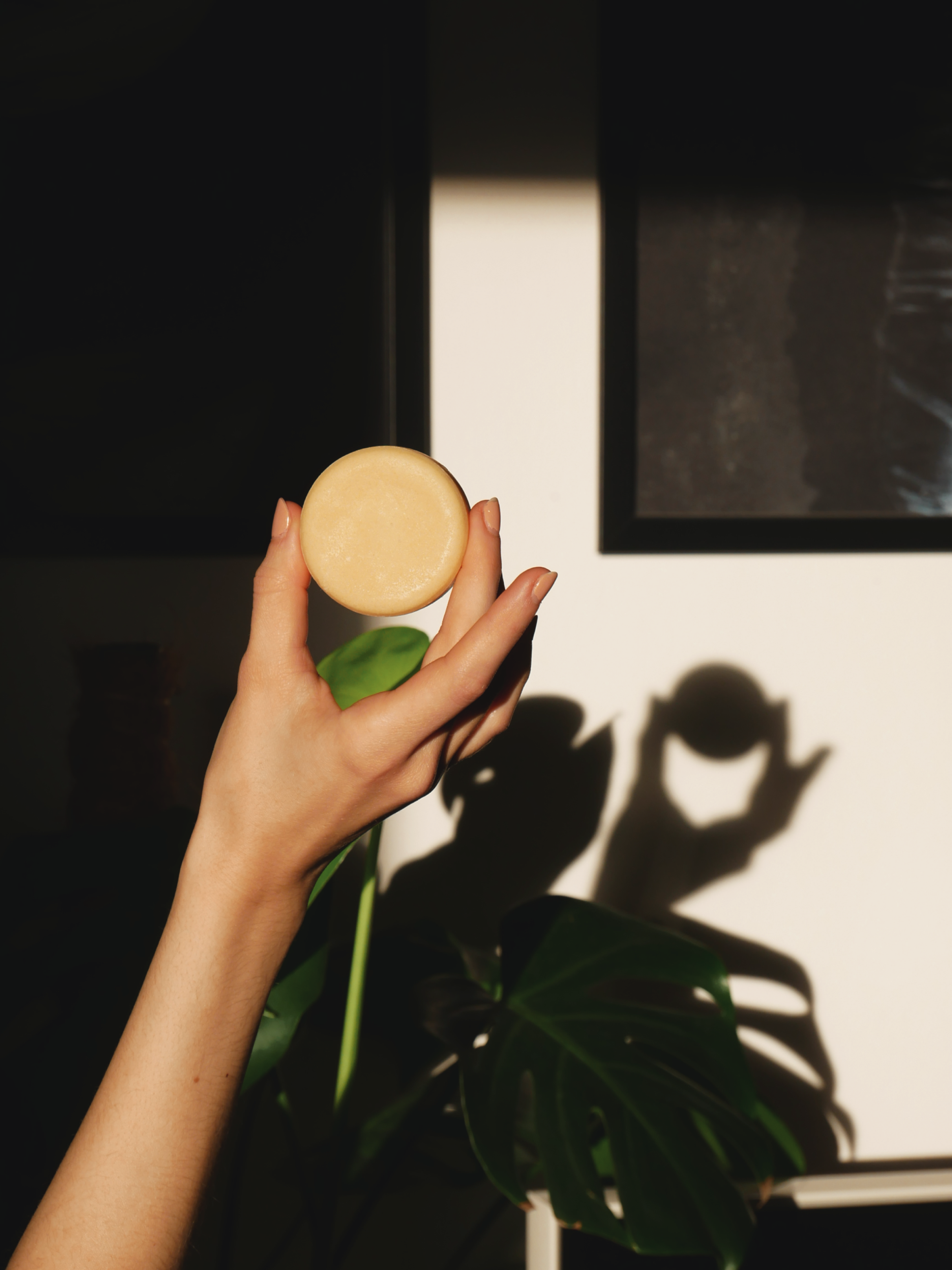 Fester Conditioner Feiner Fritz wird in der Hand gehalten in der Sonne vor einem Wohnzimmerhintergrund